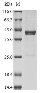 Vaccinia virus Protein A56 protein