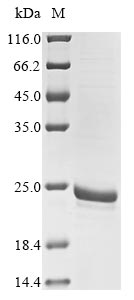 ibpA protein