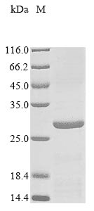 pstP protein