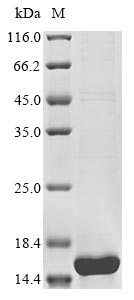 ihfA protein