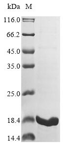 ihfB protein