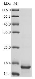 cspA protein