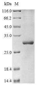 Pseudomonas phage phi6 RNA-directed RNA polymerase protein