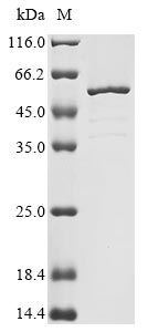 Rat Tnnt2 protein