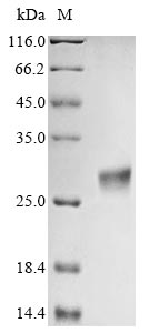 cla protein