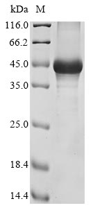 Mouse Hapln3 protein