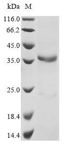 Mouse Adamdec1 protein