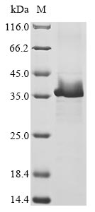herpesvirus 1 Envelope glycoprotein C protein