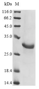 Mouse Gsdmdc1 protein