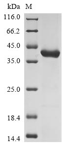 Mouse Echs1 protein