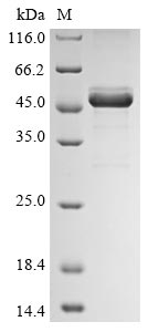 SAP2 protein