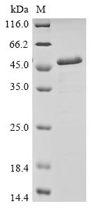 E. coli rpoS protein