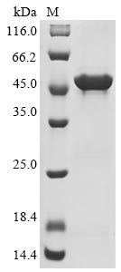 Hamster polyomavirus Major capsid protein VP1 protein