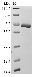 Human HBD protein