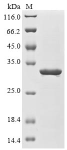 E. coli fliA protein