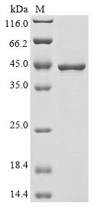 Canine PRKACA protein
