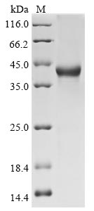 Human SMOC1 protein