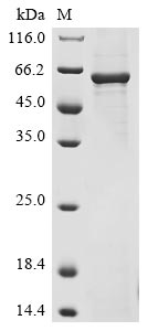 Human STXBP1 protein