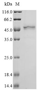 Hamster polyomavirus Major capsid protein VP1 protein
