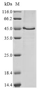 Mouse Mouse Hyaluronan and proteoglycan link protein 3(Hapln3) protein