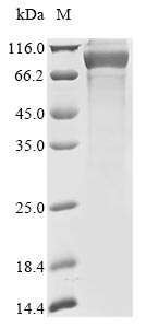 Human KRT34 protein