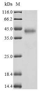 Firefly ITP protein