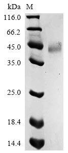 Firefly ITP protein