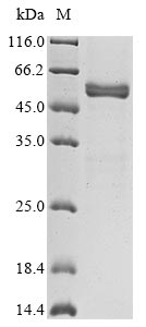 PRL protein