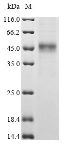 Human CYTL1 protein