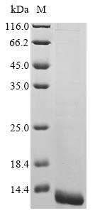 Human SMIM4 protein