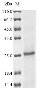 Human LRAT protein