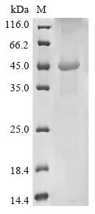 Human TMPRSS2 protein