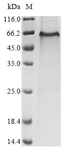 Mouse Itgbl1 protein