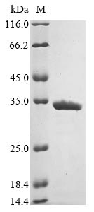 E. coli FimF41a protein