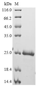 Human SLC7A5 protein