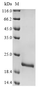 adenovirus C serotype 2 Early E3 18.5 kDa glycoprotein protein