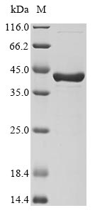 chimeric Dpo4 protein