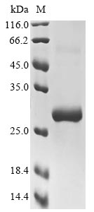Mouse Tlr11 protein