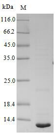 Rat Hymenolepis diminuta Dihydrolipoyl dehydrogenase protein