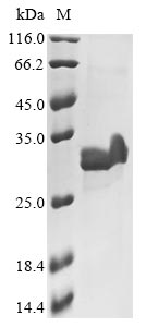 Guinea pig IL23A protein