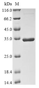 DODA protein