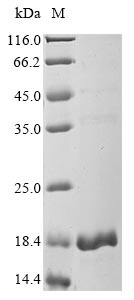 Human OPLAH protein