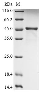 Human HLA-G protein