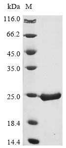 folA protein