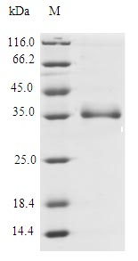 Human IL26 protein