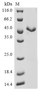 Human ACTA2 protein