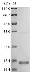 Mouse Defb19 protein