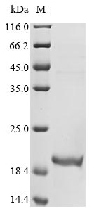 Erwinia citreus Fructose 5-dehydrogenase protein