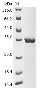 Human CTHRC1 protein