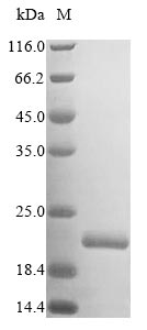Human ZNRF3 protein